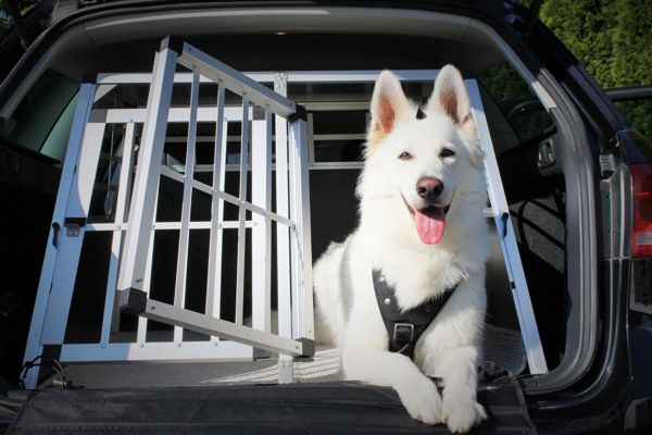 Como transportar animais dentro do carro